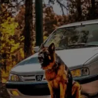 معاوضه ژرمن با کبوتر یاعروس هلندی