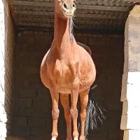 اسب مادیان (بردسیر )|اسب و تجهیزات اسبسواری|بردسیر, |دیوار