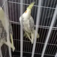 عروس هلندی لوتینو دوکت نر سه ماهه