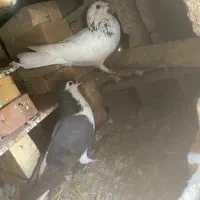 کبوتر