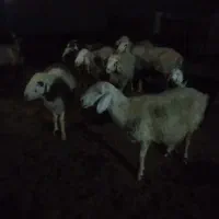 پاژن جوان وهشت راس میش|حیوانات مزرعه|راهگان, |دیوار