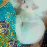 گربه با نژاد خوب رنگ چشم شرابی سه ماهه هم هستش|گربه|چابهار, |دیوار