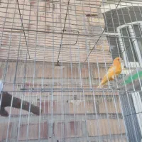 قناری نر|پرنده|رامهرمز, |دیوار