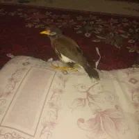 مرغ مینا