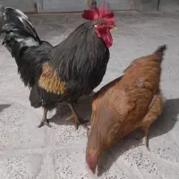 مرغ خروس