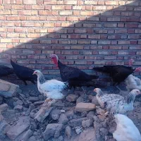 بوقلمون های سیاه اصیل نژاددار