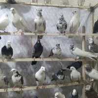 کفتر|پرنده|زرندیه, |دیوار