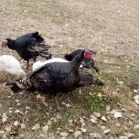 برای‌چله.بوگلمو