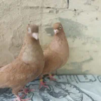کبوتر صرب زرد