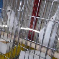 طوطی مولد ب شرط گرین چیک عروس هلندی شاه طوطی|پرنده|سقز, |دیوار