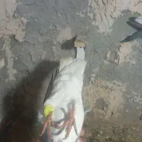 دوتا ماده امری فروشی|پرنده|رفسنجان, |دیوار