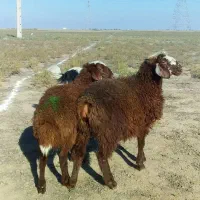 بره قرمز بختیاری ترکمنی درشت|حیوانات مزرعه|گنبد کاووس, |دیوار