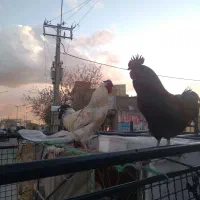 مرغ لاری اسیل ویروس برای قربانی کردن