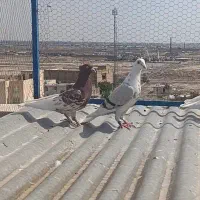 کبوتر شیرازی سینه ای المانی