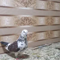 سوسکی ماده