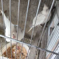 عروس هلندی|پرنده|اشنویه, |دیوار