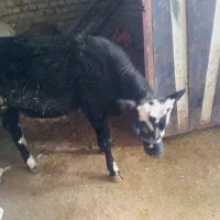 گوساله نر سیمینتال