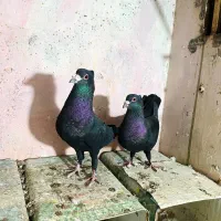 کبوتر جفت کلاغ گوهک