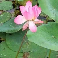 قایق سواری مطمئن در اسکله مجازه قوی سپید نیزار|تور و چارتر|بندر انزلی, تختی|دیوار