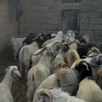 نری بخته و بز محلی چاق