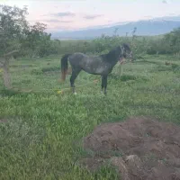 اسب