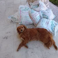 سگ گلدن بازیگوش و مهربان