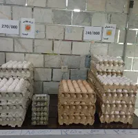 فروش تخم مرغ به قیمت عمده