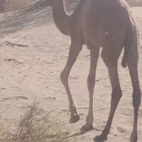 بچه شتر نه ماهه