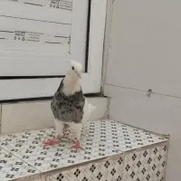 پرنده