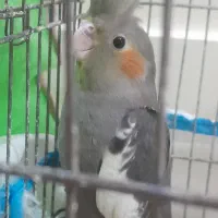 جوجه عروس هلندی