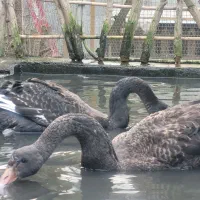 قو مشکی محمودآباد