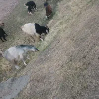 بز چپش تیر بز گوسفند