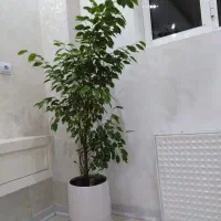 گل بنجامین بسیار زیبا