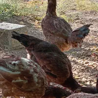 مرغ لاری|حیوانات مزرعه|سرایان, |دیوار