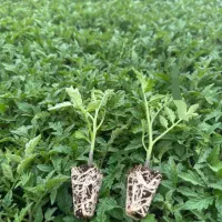 نشا گوجه فلفل بادمجان و...