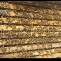 فروش زنبور عسل ۵قاب به بالا