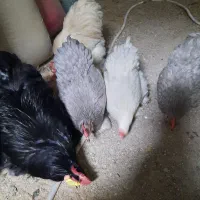 تخم.جوجه ونیمچه. مرغ وخروس نژاد کوشین.آمروک.چاپنیز