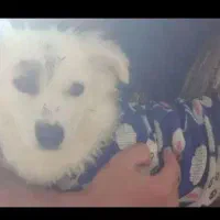 سگ پامر اشپیتز|سگ|فولادشهر, زاینده رود|دیوار