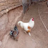 مرغ خروس