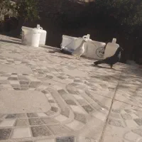 کفتر