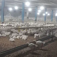 استخدام نیرو برای مرغداری مریوان|استخدام صنعتی، فنی، مهندسی|سنندج, |دیوار