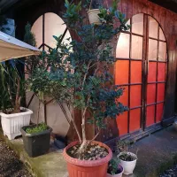 درخت پالم و انواع درختچه|گل و گیاه طبیعی|رشت, دیلمان|دیوار