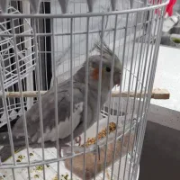 عروس هلندی دستی با قفس شیک