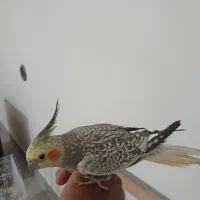 پرنده
