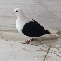 کبوتر دوکت سیاه