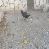 بوقلمون  ماده  روستایی|حیوانات مزرعه|صوفیان, |دیوار