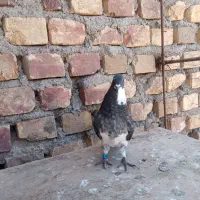 کبوتر نسل دار مفت