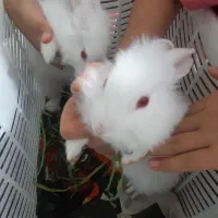 خرگوش سفید لوپی|موش و خرگوش|یزد, |دیوار