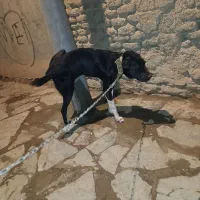 وا گذاریه سگه