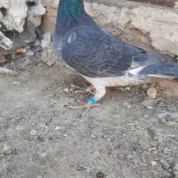 جفت نر فروشی|پرنده|رشتخوار, |دیوار